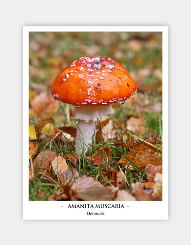 Amanita Muscaria