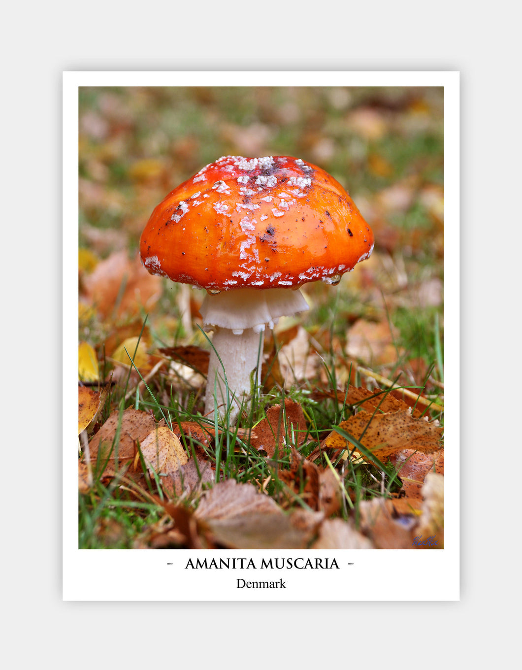 Amanita Muscaria